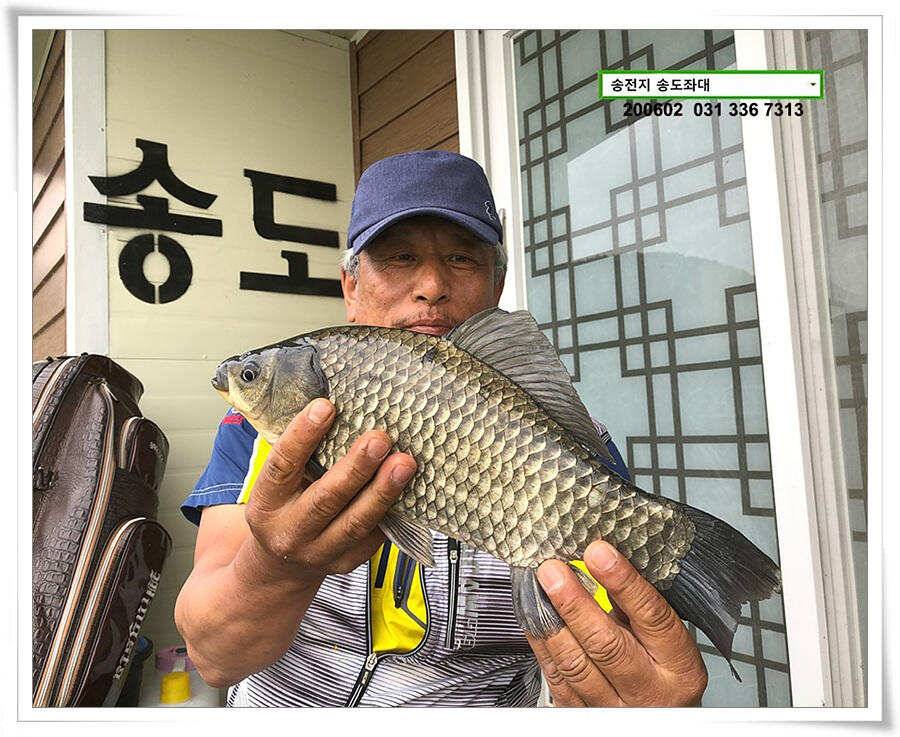 송전지 송도집 좌대 조황 송전낚시터 (유료터정보 - 유료터점주조황)