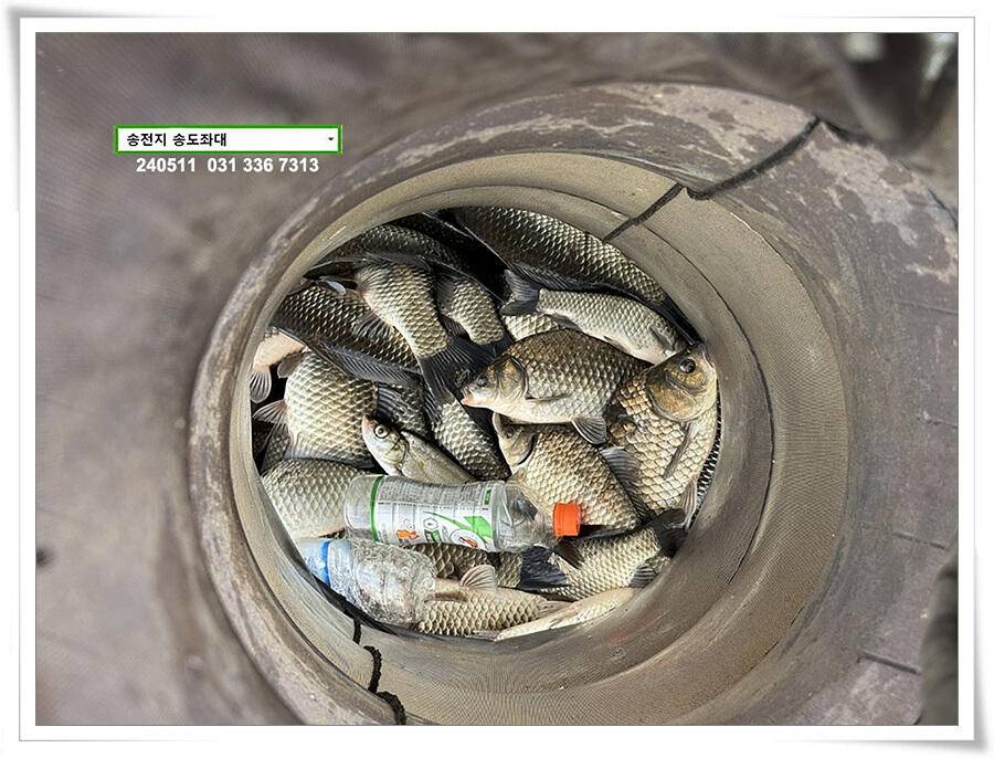 덩어리 혹은 마릿수 (유료터정보 - 유료터점주조황)