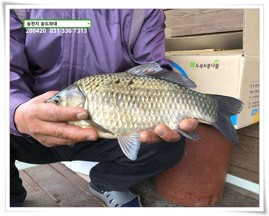송전지 송전낚시터 송도좌대 조황 (유료터정보 - 유료터점주조황)