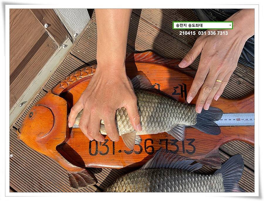 4짜와 허리급송전지 송도집 좌대 조황 (유료터정보 - 유료터점주조황)