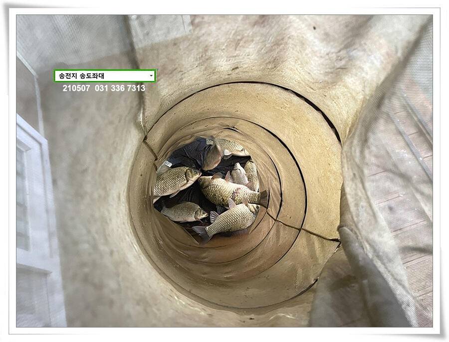 풍파에도 허리급송전지 송도좌대 조황 (유료터정보 - 유료터점주조황)