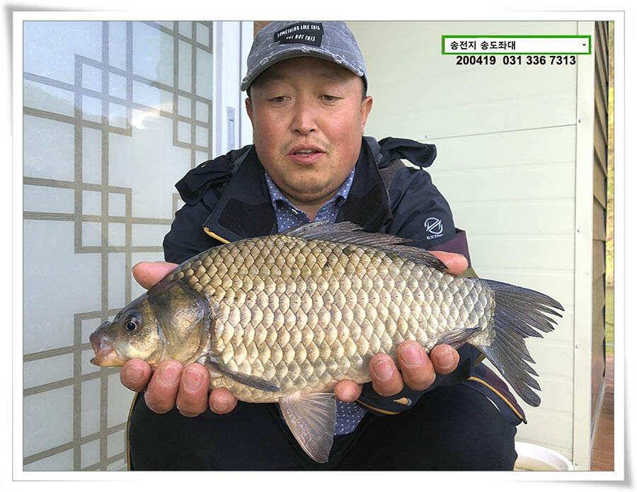송전지 송전낚시터 송도좌대 조황 (유료터정보 - 유료터점주조황)
