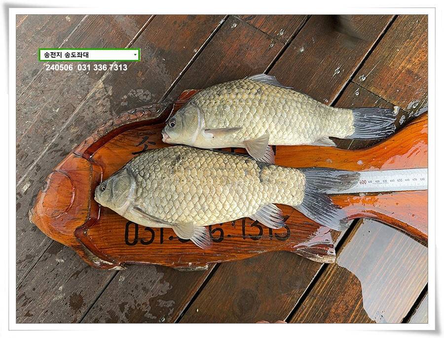 비 걷힌 후 4짜 (유료터정보 - 유료터점주조황)