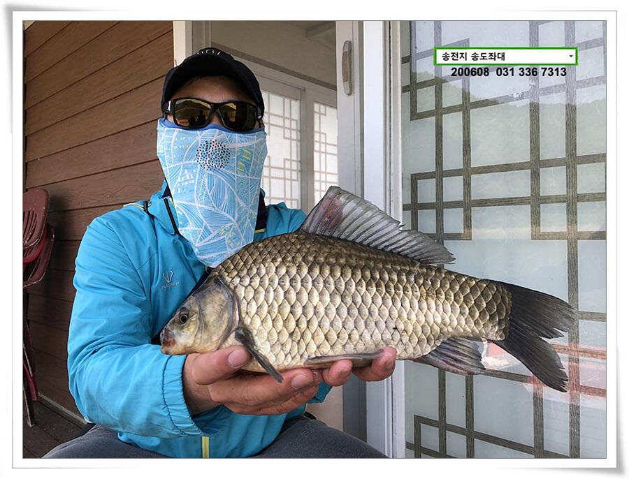 송전지 송전낚시터 송도집 좌대 조황 (유료터정보 - 유료터점주조황)