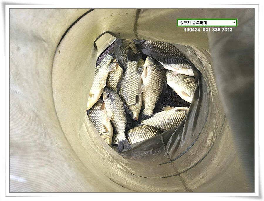 송전지 송도좌대 조황 (유료터정보 - 유료터점주조황)