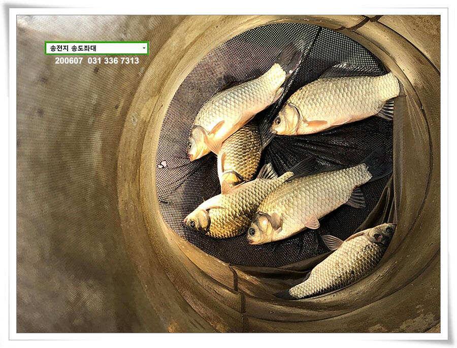 송전지 송전낚시터 송도집 좌대 조황 (유료터정보 - 유료터점주조황)