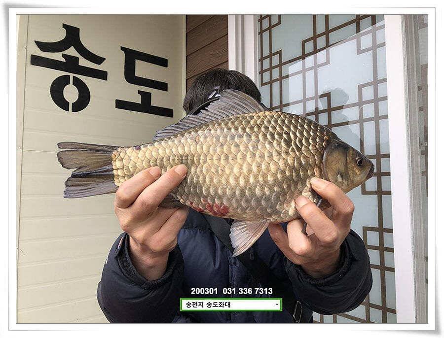 연이은 덩어리 송전지 송도좌대 조황 (유료터정보 - 유료터점주조황)