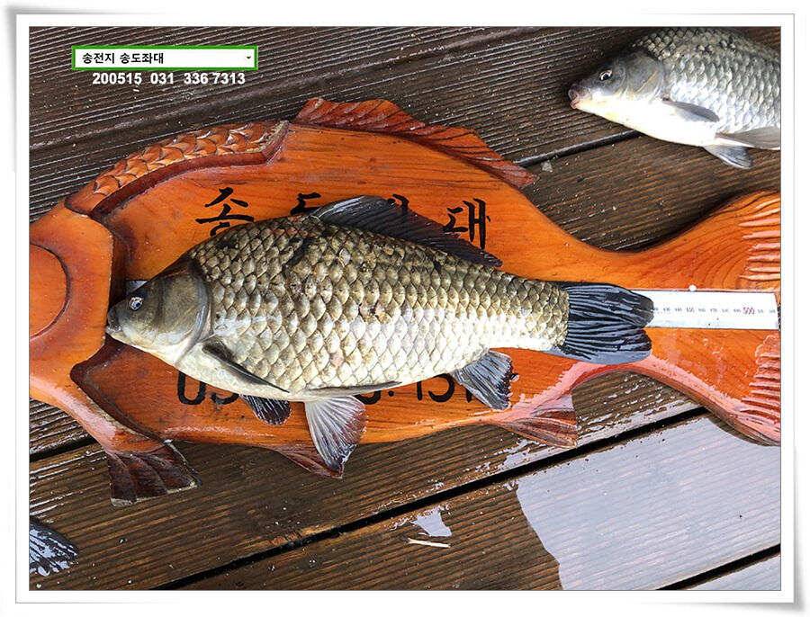 42cm송전지 송도집 좌대 조황 (유료터정보 - 유료터점주조황)