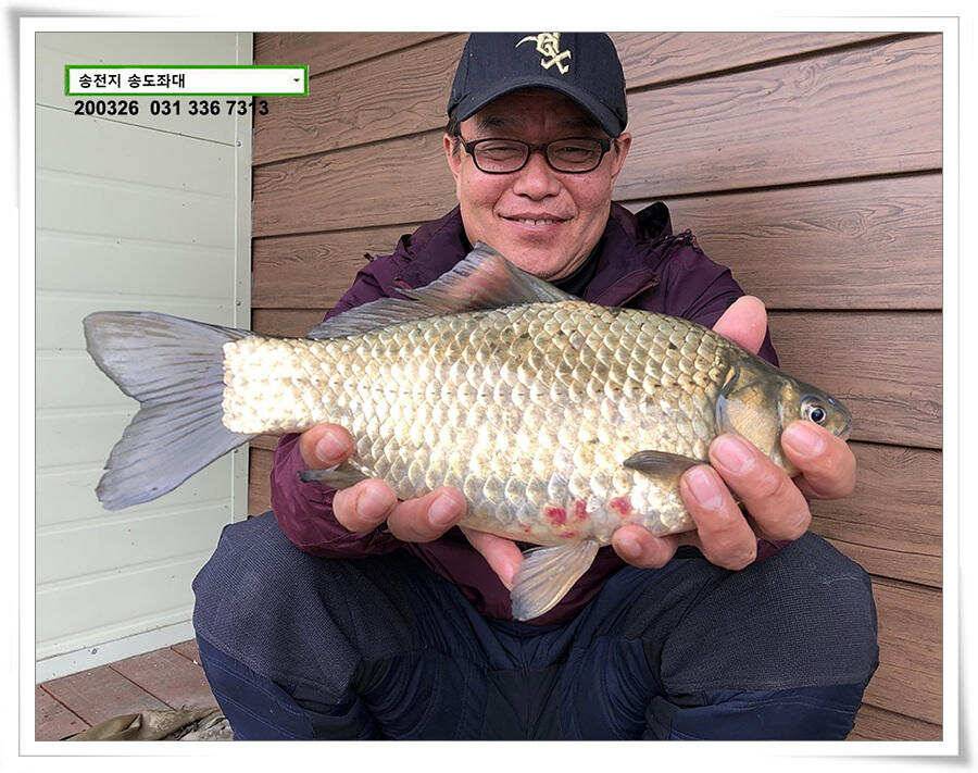 산란 송전지 송도좌대 조황 (유료터정보 - 유료터점주조황)