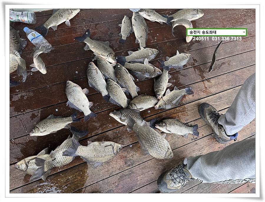 덩어리 혹은 마릿수 (유료터정보 - 유료터점주조황)