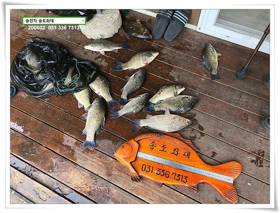 송전지 송도집 좌대 조황 송전낚시터 (유료터정보 - 유료터점주조황)