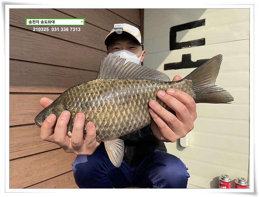 4짜붕어 용인송전지 송도좌대 조황 (유료터정보 - 유료터점주조황)
