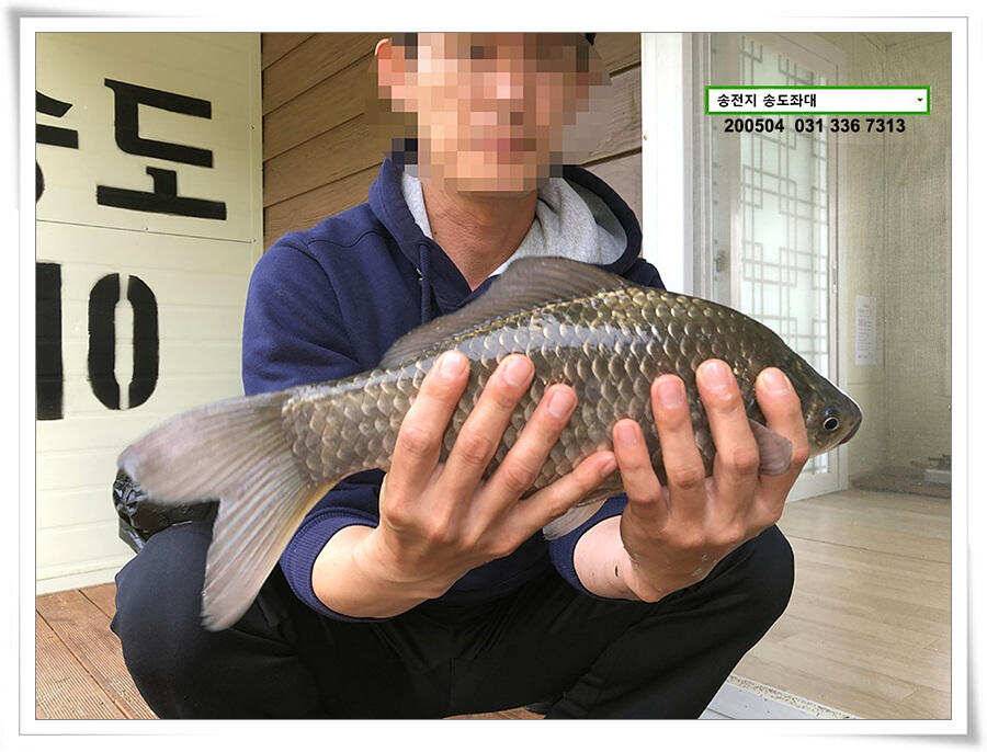 송전지 송도좌대 연휴조황 (유료터정보 - 유료터점주조황)