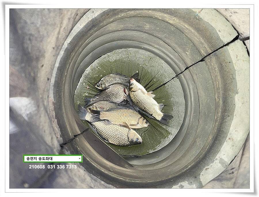 송전지 송전낚시터 송도좌대 조황 (유료터정보 - 유료터점주조황)