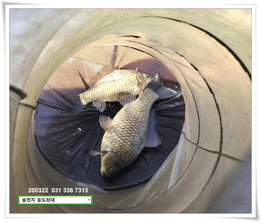 입 벌려 딸기 들어간닷송전지 송도좌대 조황 (유료터정보 - 유료터점주조황)