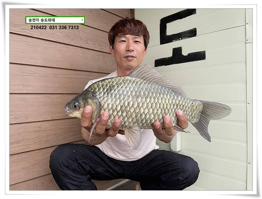다시 만난 4짜송전지 송도좌대 조황 (유료터정보 - 유료터점주조황)