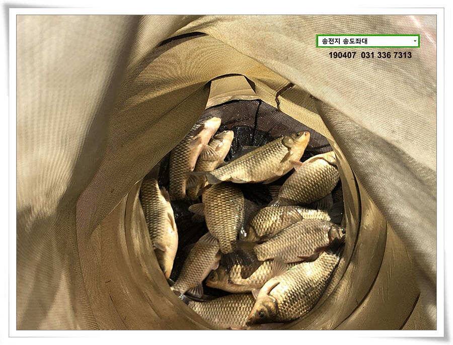 다시 빌드업 나선 송도좌대 조황 (유료터정보 - 유료터점주조황)