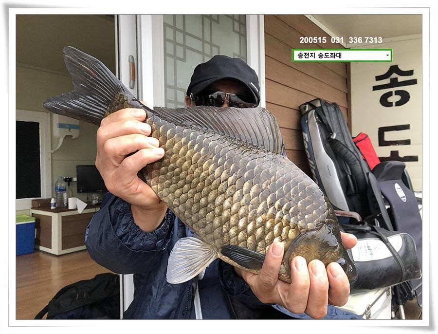 42cm송전지 송도집 좌대 조황 (유료터정보 - 유료터점주조황)