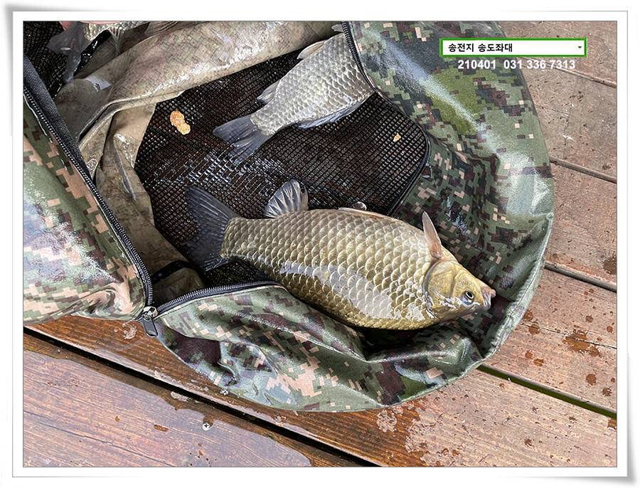 4짜 잼 꿀 잼 용인송전지 송도좌대 조황 (유료터정보 - 유료터점주조황)