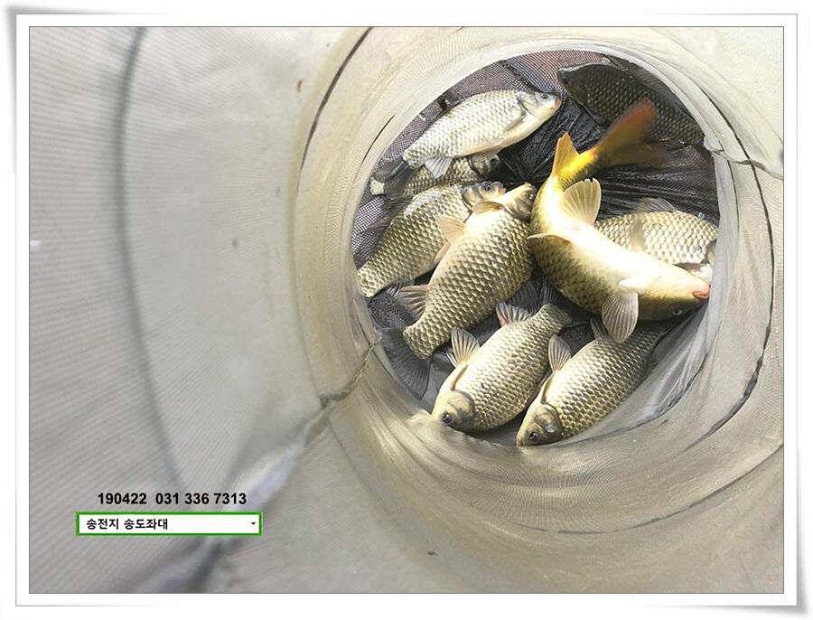 마릿수와 꽝의 차이 (유료터정보 - 유료터점주조황)