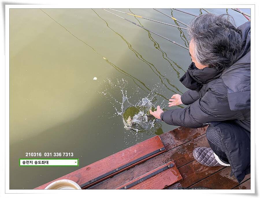 근사한 덩어리 낚기 송전지 송도좌대 조황 (유료터정보 - 유료터점주조황)