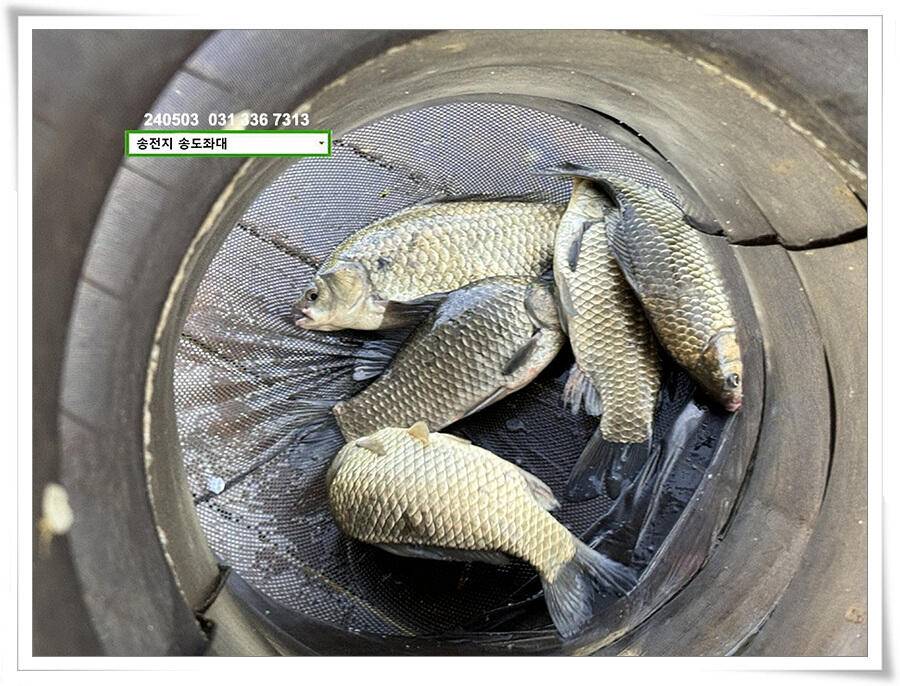어른이 날 4짜 (유료터정보 - 유료터점주조황)