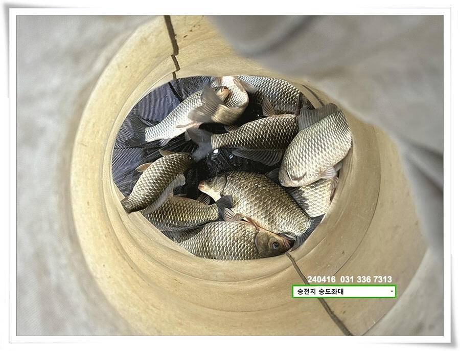 4짜의 산란 (유료터정보 - 유료터점주조황)
