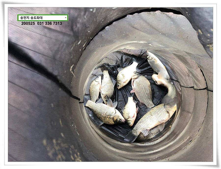 42cm송전지 송도집 좌대 조황 (유료터정보 - 유료터점주조황)