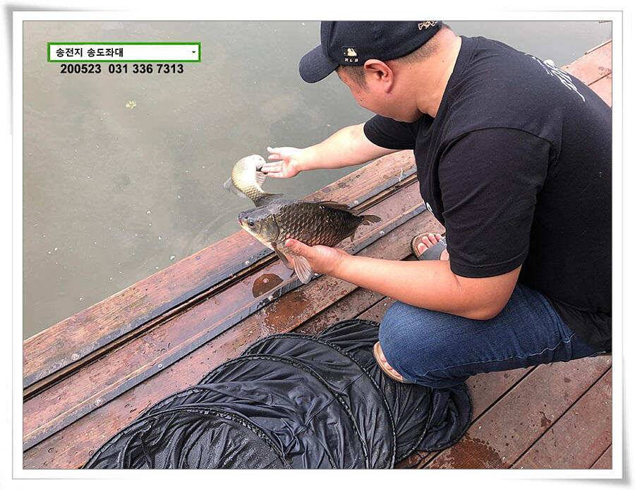 늦바람 난 송전지 조황 (유료터정보 - 유료터점주조황)