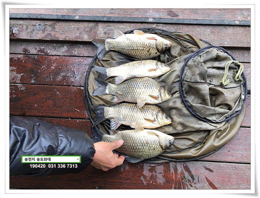 마릿수 드러낸 송도좌대 조황 (유료터정보 - 유료터점주조황)