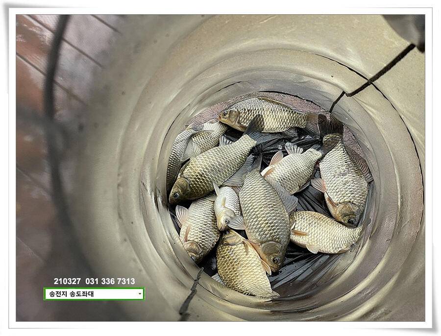 바람과 구름과 4짜 송전지 송도집 좌대 조황 (유료터정보 - 유료터점주조황)