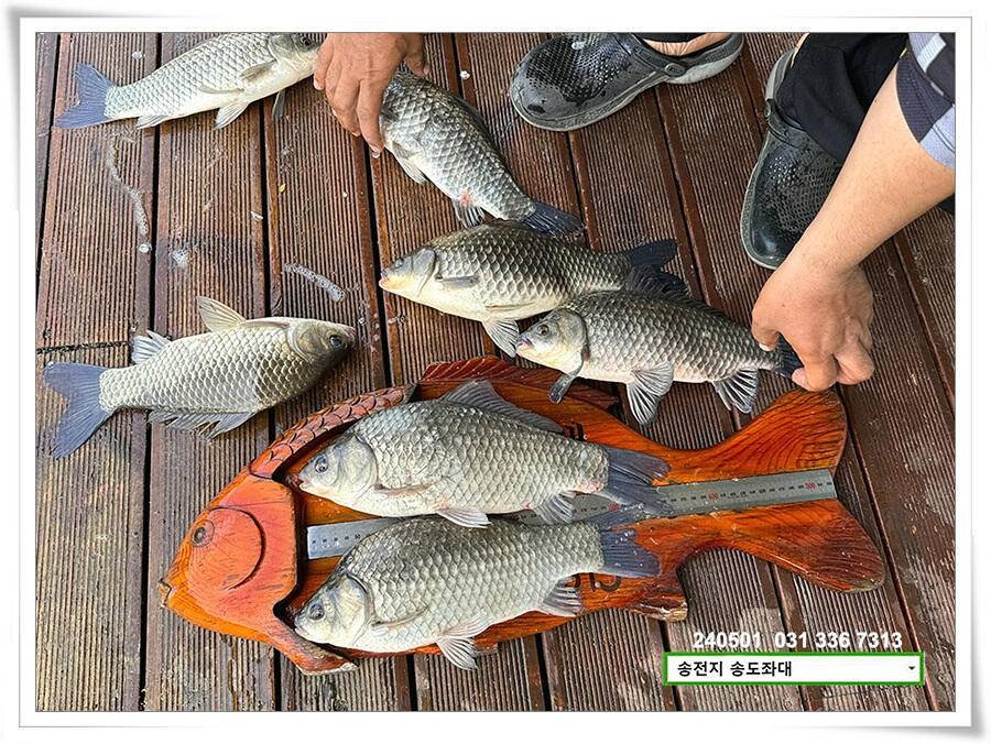 계절의 여왕 5월 첫 덩어리 (유료터정보 - 유료터점주조황)