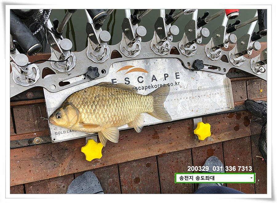 버들 싹 필 무렵 송전지 송도좌대 조황 (유료터정보 - 유료터점주조황)