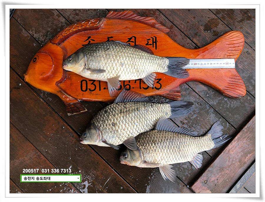 송전지 송도집 좌대 조황 (유료터정보 - 유료터점주조황)