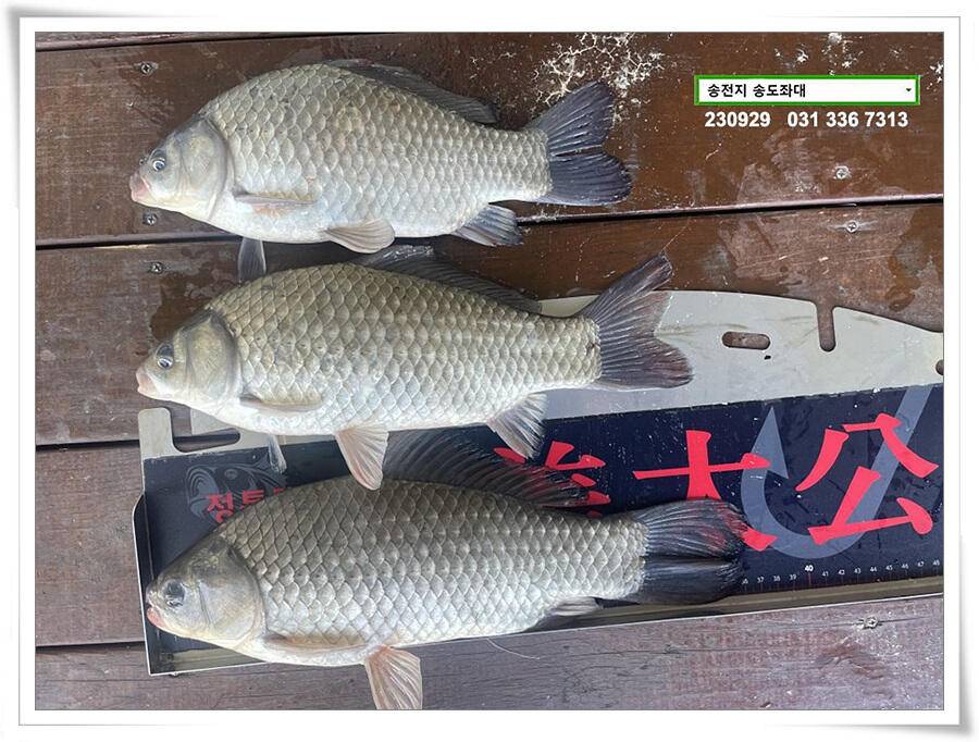 가을걷이에 4짜 (유료터정보 - 유료터점주조황)