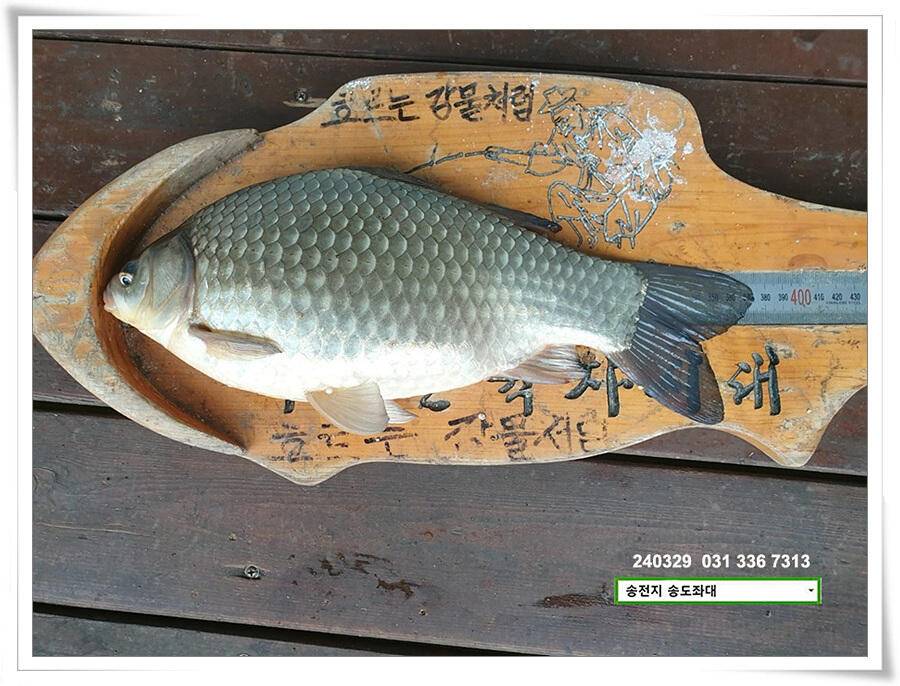 달라진 활성도 (유료터정보 - 유료터점주조황)