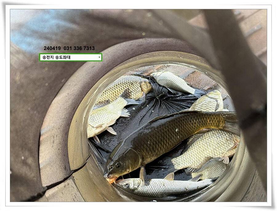 봄 비에 허리급 (유료터정보 - 유료터점주조황)