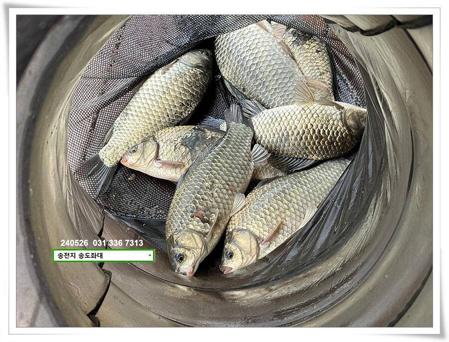 주말 휴일 조황 (유료터정보 - 유료터점주조황)