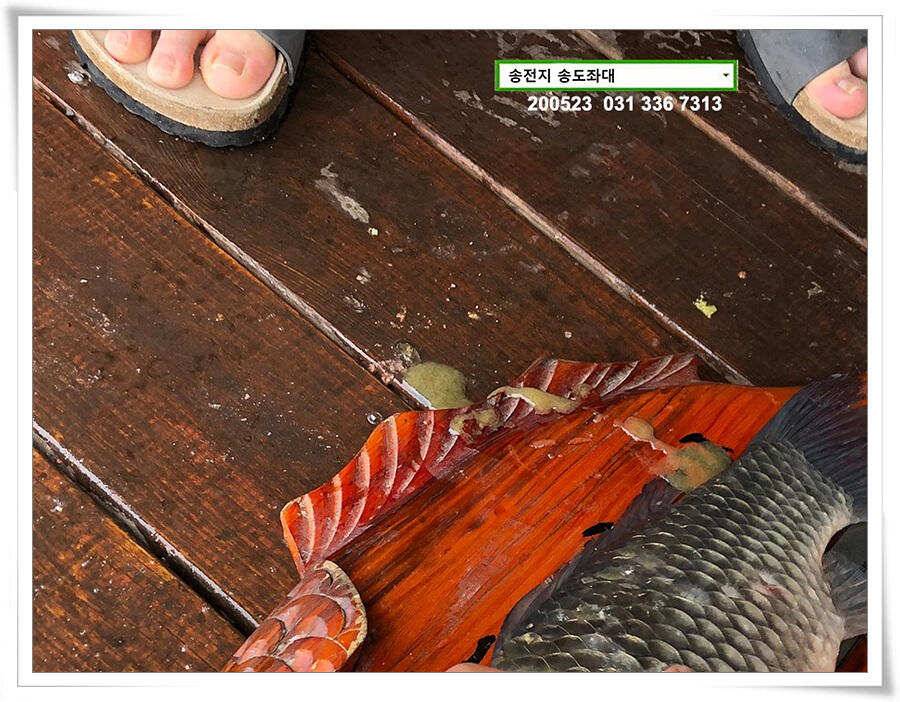 늦바람 난 송전지 조황 (유료터정보 - 유료터점주조황)