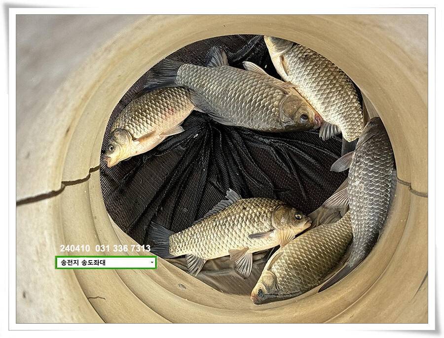 4짜 외 기타등등 (유료터정보 - 유료터점주조황)