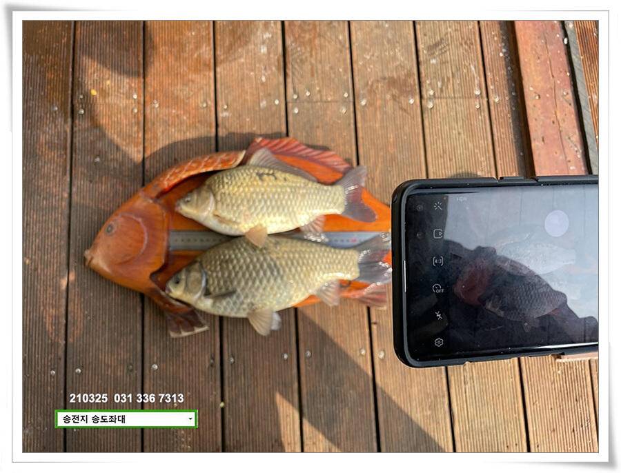 4짜붕어 용인송전지 송도좌대 조황 (유료터정보 - 유료터점주조황)