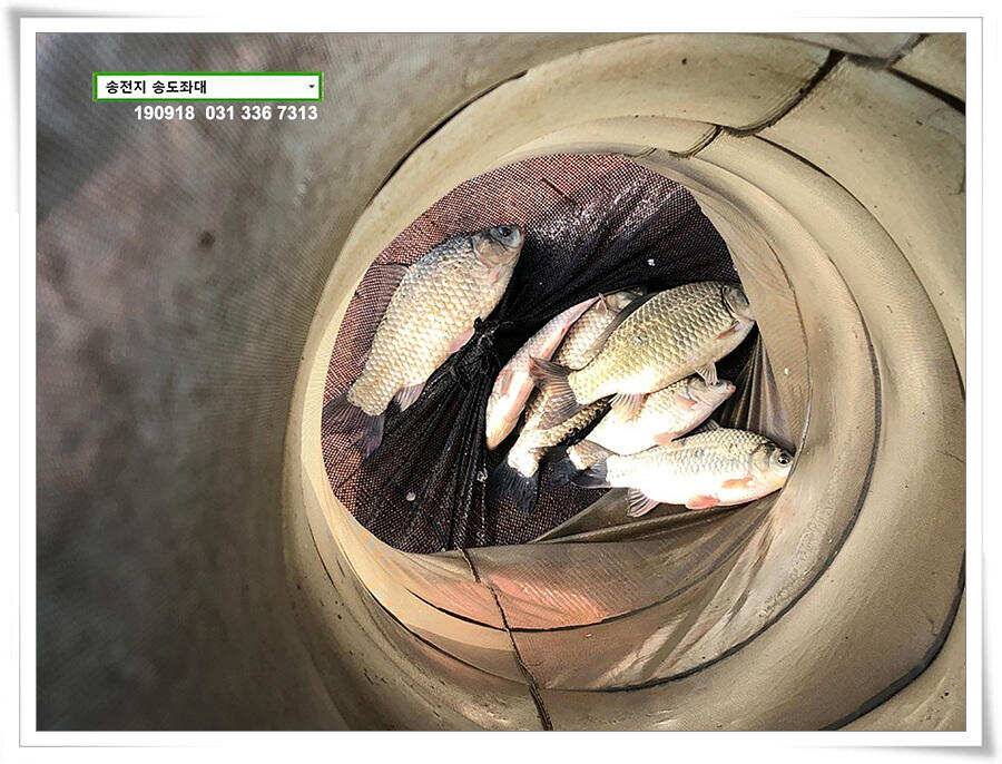 전투배치 (유료터정보 - 유료터점주조황)