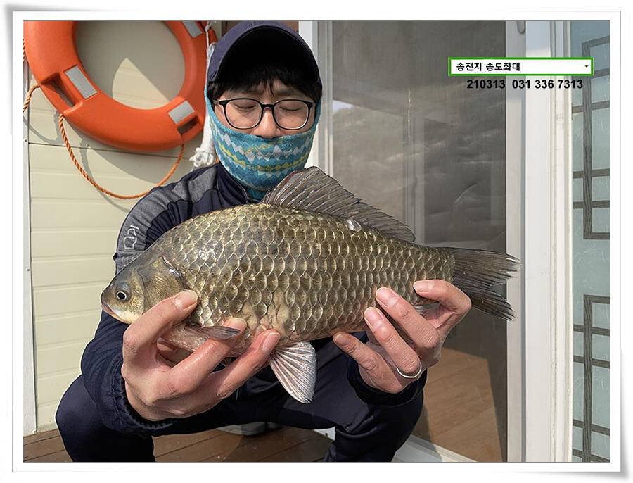 봄 붕어 제오시는 송전지 송도좌대 조황 (유료터정보 - 유료터점주조황)