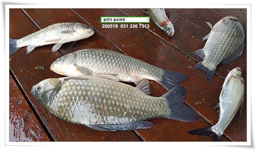 잇는 허리급송전지 송도좌대 조황 (유료터정보 - 유료터점주조황)