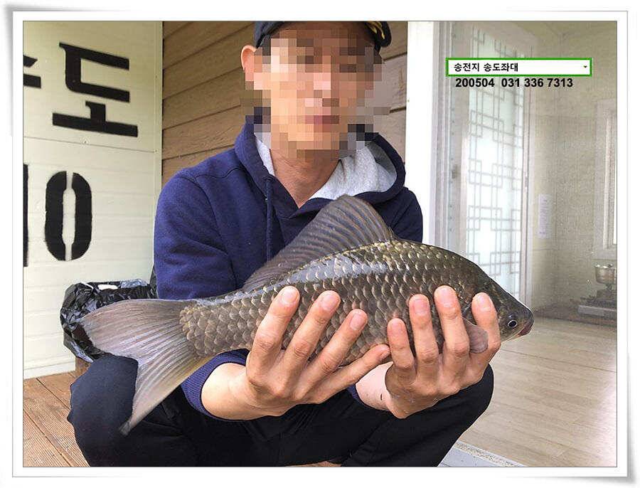 송전지 송도좌대 연휴조황 (유료터정보 - 유료터점주조황)