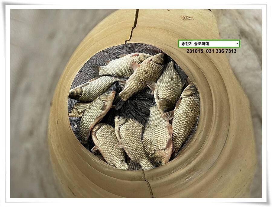 4짜 혹은 마릿수 (유료터정보 - 유료터점주조황)