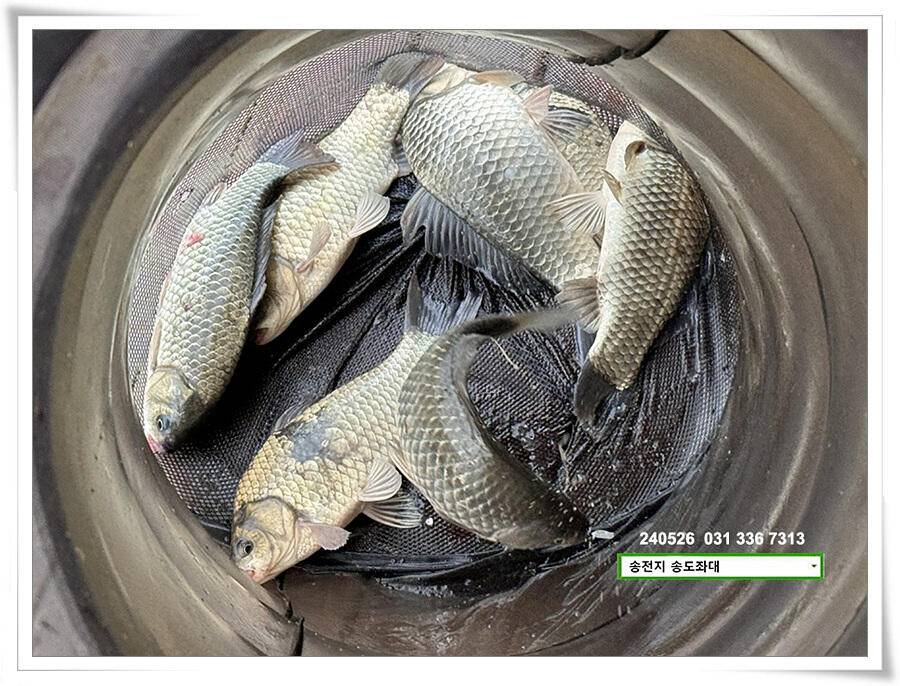 주말 휴일 조황 (유료터정보 - 유료터점주조황)