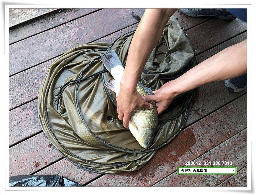 갈수기 전 4짜 송전지 송도집 좌대 조황 (유료터정보 - 유료터점주조황)