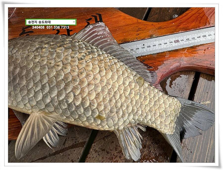 4짜 혹은 마릿수 (유료터정보 - 유료터점주조황)