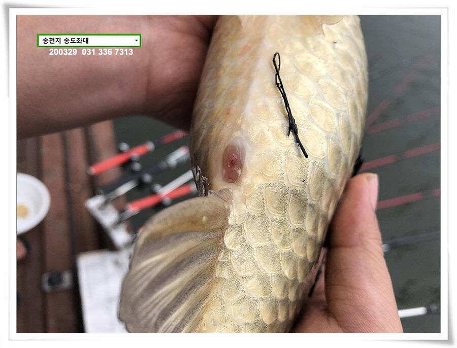버들 싹 필 무렵 송전지 송도좌대 조황 (유료터정보 - 유료터점주조황)